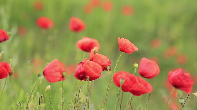 Poppies blown by wind