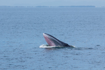 Fototapeta premium The Bryde's Whale.