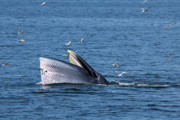 The Bryde's Whale.