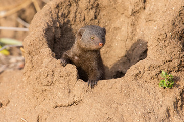 Dwarf mongoose family enjoy the safety of their burrow