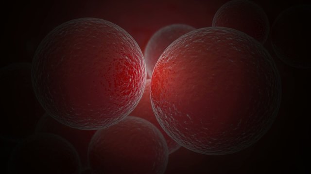 cell division