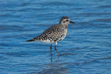 black bellied plover 4 12 15