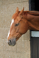 A Quiet Looking Horse Leaning out of a Stable Door.