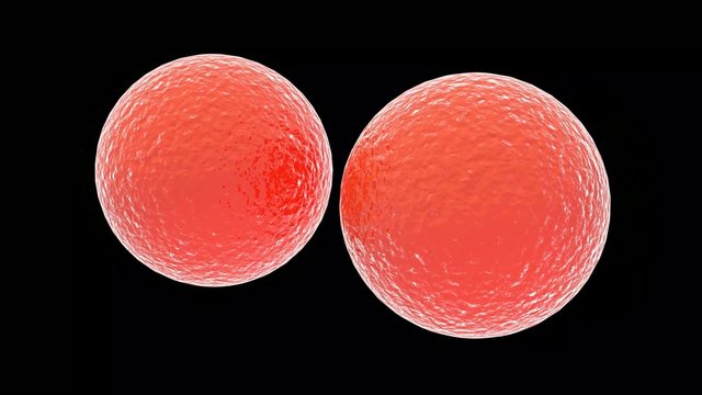 cell division