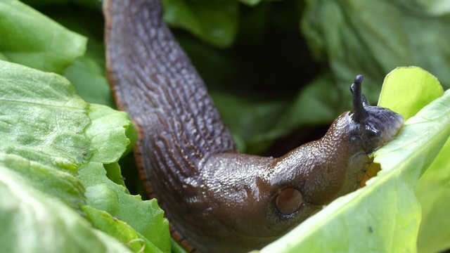 slug eating salad