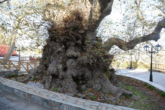 Platane in Krasi, Kreta