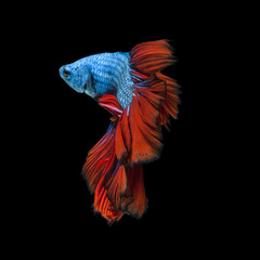 Capture the moving moment of red-blue siamese fighting fish