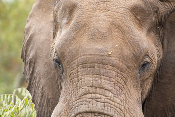 Elephant head and eye close-up detail