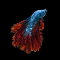 Fototapeta premium Capture the moving moment of red-blue siamese fighting fish