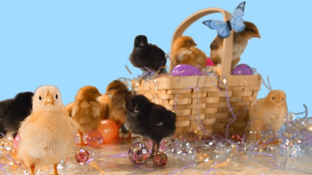 Cute baby chicks in and around Easter basket and Easter eggs