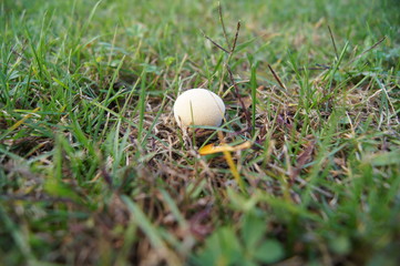 champignon vesse de loup
