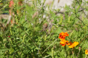 araignée argiope frelon