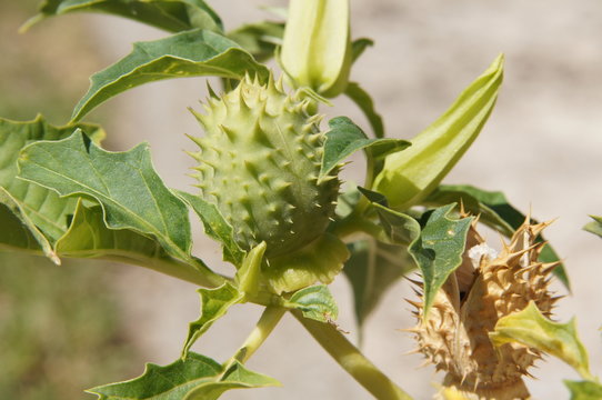 bogue de graines datura stramoine
