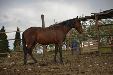 cavallo