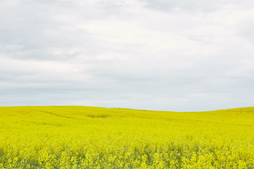 rapeseed field with yellow flowers