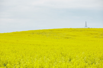 rapeseed field with yellow flowers