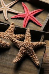 Asteroidea Estrellas de mar Starfish Étoile de mer Sea stars