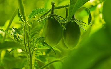 Green tomatoes on a branch, tomato