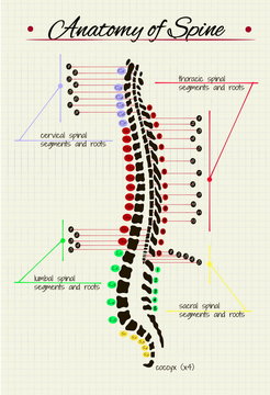 human spine scheme