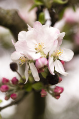 apple blossom