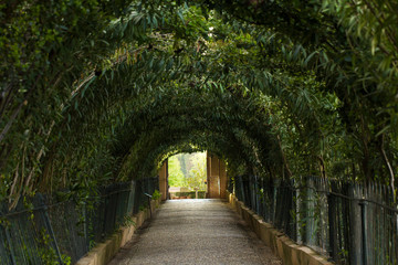 Fototapeta na wymiar natural tree tunnel