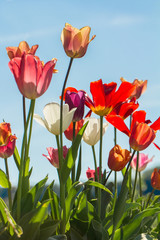 tulips growing in garden
