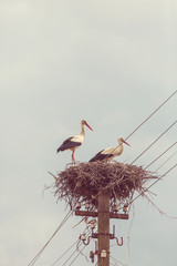 Fototapeta premium Stork