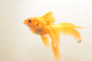 золотая рыбка.