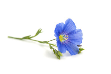 Beautiful flowers of flax isolated