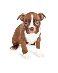 Brown and White Boston Terrier Puppy