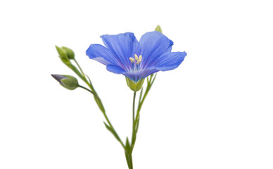 Beautiful flowers of flax isolated