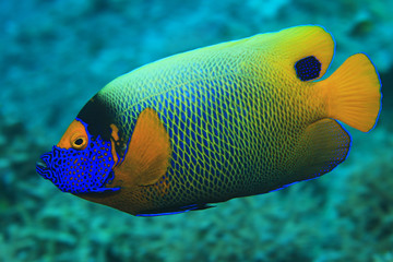 Blueface angelfish 