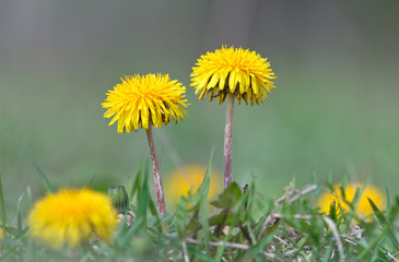 Dandelion yellow flower.