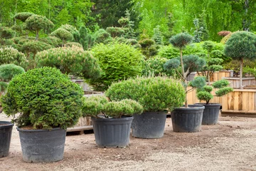 Crédence de cuisine en verre imprimé Bonsaï Pine in pots and bonsai garden plants on tree farm