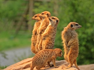 Stehende Erdmännchen (Suricata suricatta)
