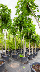 Nut trees in plastic pots on tree nursery