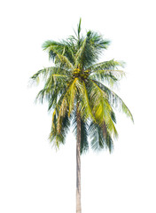 Fototapeta na wymiar Palm tree isolated on white