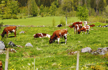 grazing cows, cattle in old rural landscape, Sweden