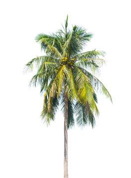 Palm tree isolated on white