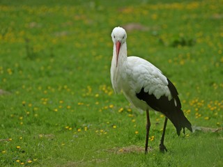 Weißstorch (Ciconia ciconia) auf Wiese