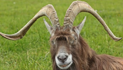 Thüringer Waldziegenbock