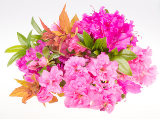 Flower bouquet with rhododendron flowers