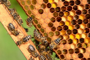 Pszczoły na plastrze miodu w pasiece wiosną