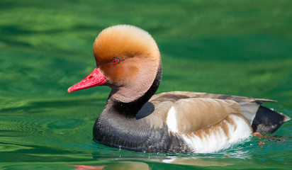 Red-crested pochard (Netta rufina) © rugco