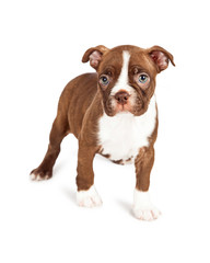 Little Brown Boston Terrier Puppy