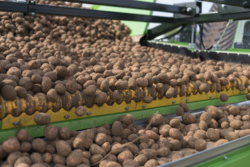Harvesting potatoes in Lower Saxony, Germany