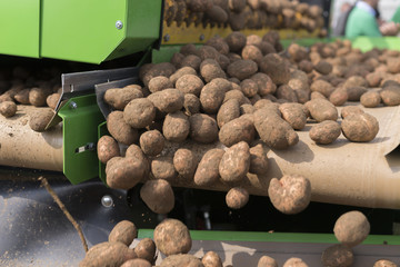 Harvesting potatoes in Lower Saxony, Germany