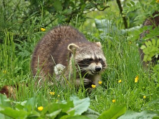 Fressender Waschbär (Procyon lotor)