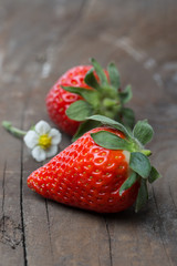 Strawberries with blossom