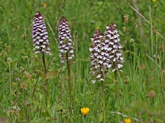 Purpur-Knabenkraut (Orchis purpurea) 
